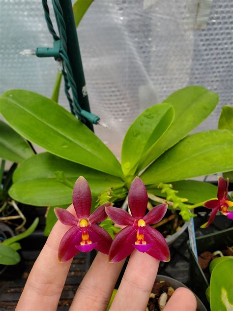 The Art of Propagating Phalaenopsis Orchids: Growing New Magic from Cuttings